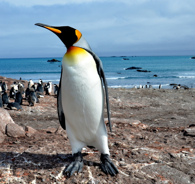 Visita aos Pinguins