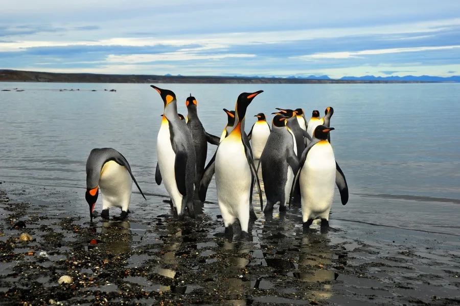 Visita aos Pinguins